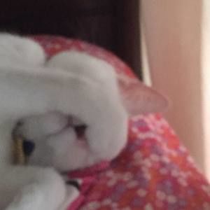 Meet your Posher, Gal